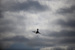 Многоцелевой истребитель четвертого поколения Eurofighter Typhoon FGR4