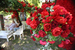 Основная тема Moscow Flower Show – 2015 – «Поэзия садов»