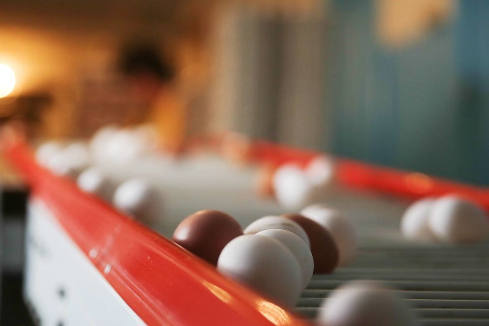 По данным агентства Agrifood Strategies, птицефабрика «Синявинская» с 4%-ной долей рынка – крупнейший производитель яиц в России