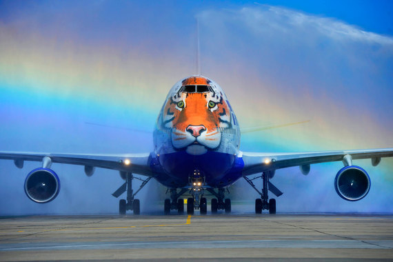 Самолет Boeing 747 компании "Трансаэро", носовая часть которого украшена изображением головы амурского тигра