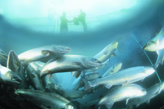 Крупнейший в мире производитель лосося Marine Harvest в III квартале 2015 г. увеличил расходы на борьбу с лососевой вошью по сравнению с началом года