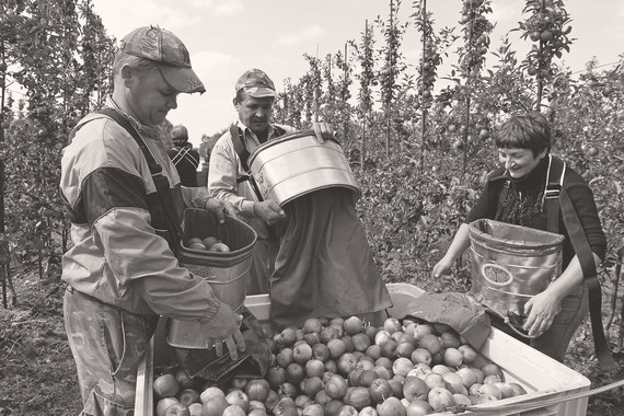 Несмотря на российское эмбарго, польский экспорт сельхозпродуктов рос и в 2014 г., и в первой половине 2015 г.
