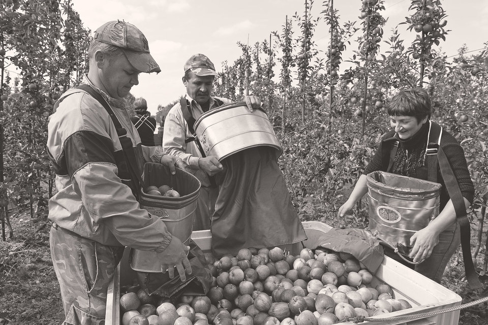 Несмотря на российское эмбарго, польский экспорт сельхозпродуктов рос и в 2014 г., и в первой половине 2015 г.