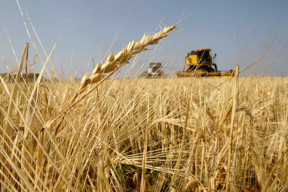Сельскохозяйственная продукция стала основной статьей украинского экспорта
