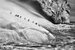Антарктические пингвины (Pygoscelis antarctica) на айсберге между островом Заводовский и Высокий. Южные Сандвичевы острова. 2009.