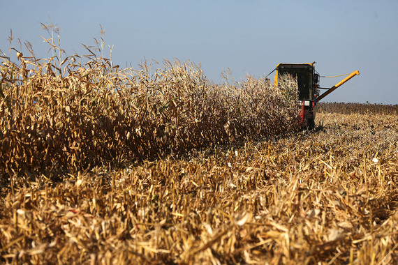 Шведский агрохолдинг Black Earth Farming решил продать часть земель в России