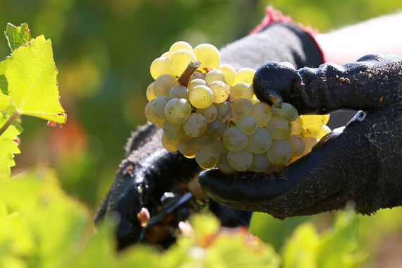 normal 1af От заморозков пострадали виноградники в нескольких странах Европы
