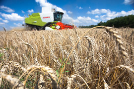 Excelentní počasí v Rusku slíbil vysoké výnosy, a v důsledku toho vysoký export - 30 milionů tun pšenice
