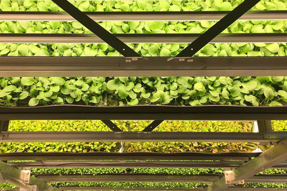 AeroFarms построила вертикальную ферму площадью около 6500 кв. м в здании бывшего сталелитейного завода в Нью-Джерси
