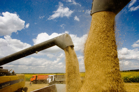 Экспортеры зерна в Турцию столкнулись с новой проблемой: российская пшеница в импорте может составлять лишь 20–25%