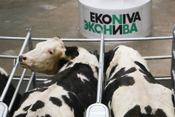 К концу года «Эконива» немецкого бизнесмена Штефана Дюрра увеличит поголовье коров в 1,5 раза