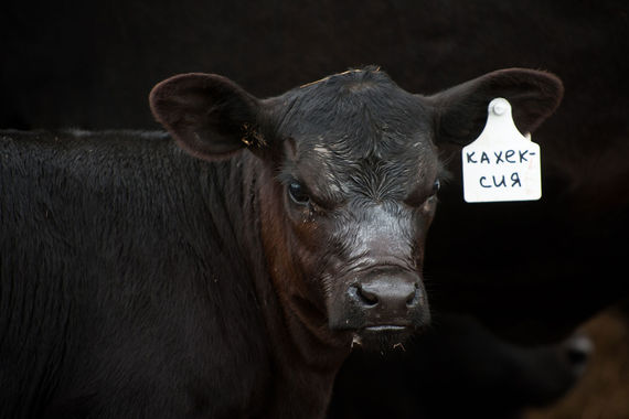 normal 35p Лидер на рынке свинины и говядины «Мираторг» хочет стать и крупным производителем молока