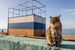 Кот, который отдыхает на Азовском море в Крыму