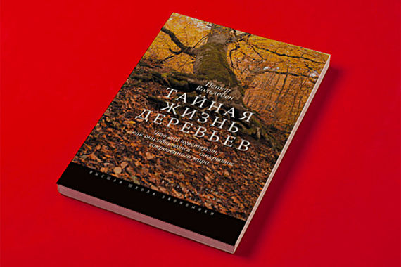 Обложка книги Петера Вольлебена «Тайная жизнь деревьев»