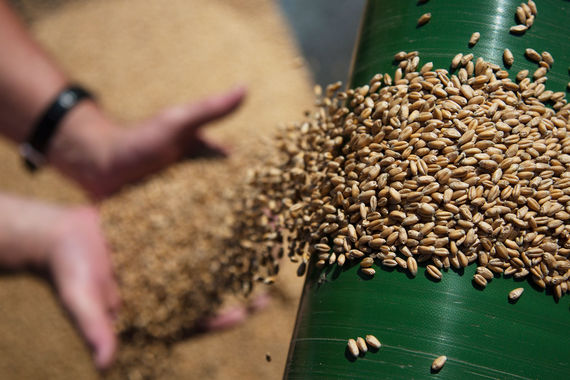 normal 3ts Внутренние цены на зерно снизились до трехлетнего минимума