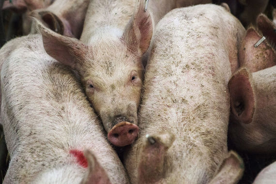 normal 1pkt В главном по производству свинины регионе России зафиксировали вспышку чумы свиней
