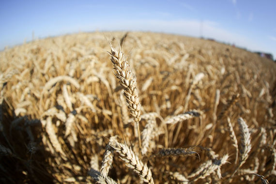normal 5p2 Россия может установить новый рекорд по сбору зерновых