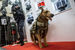 Бронежилет для служебной собаки