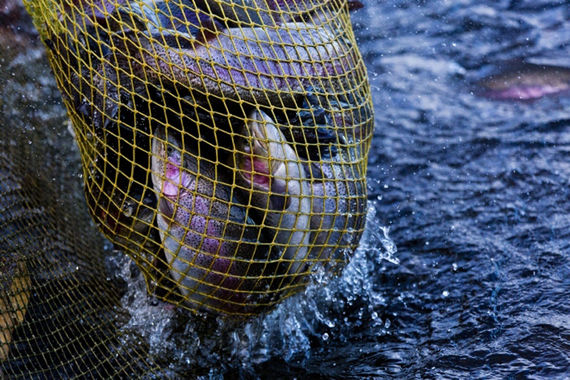 normal 1diw Компании Максима Воробьева по производству лосося нужны деньги на развитие