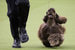 14 февраля 2018 г. Самая престижная в США выставка собак Westminster Kennel Club dog show