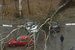 По данным мэра Москвы, сильный ветер повалил в городе сотни деревьев