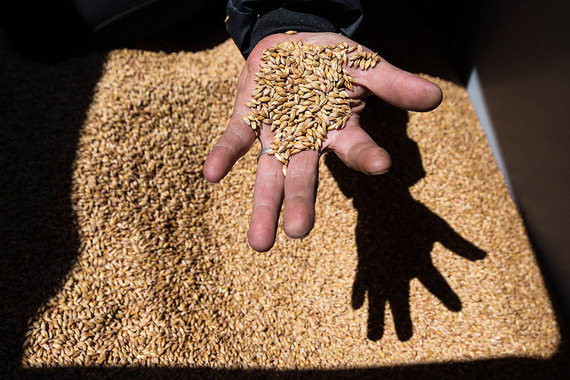 normal 1tgb Понижены прогнозы на урожай зерна в России