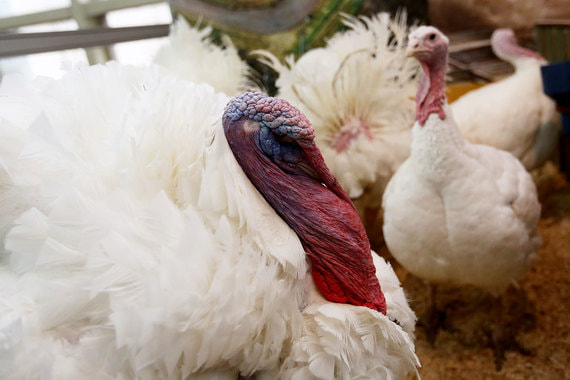 normal 5lb Сразу у двух лидеров птицеводческого рынка обнаружен птичий грипп