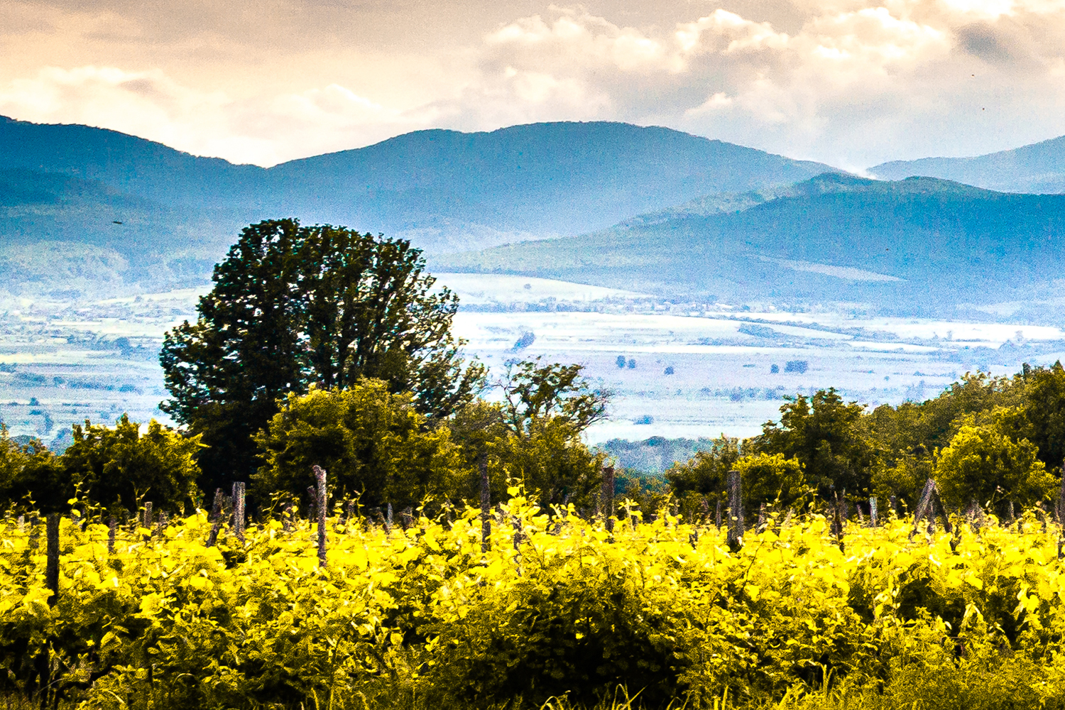 Винодельческое хозяйство Nelkarisi