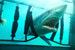 «Челюсти 3D» (Shark Night 3D, США, 2011) К классическим спилберговским «Челюстям» фильм, конечно, не имеет никакого отношения. В типичный хоррор про подростков на отдыхе добавлено предположение, что акула может жить и в озере. Почему бы и нет? Да пусть хоть в пруду