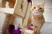 Pet friendly – офис компании Alcon, где разрешено приводить с собой домашних питомцев