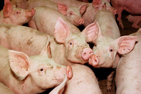 normal 8c Евросоюз оценил ущерб от запрета импорта свинины в Россию в 1,39 млрд евро