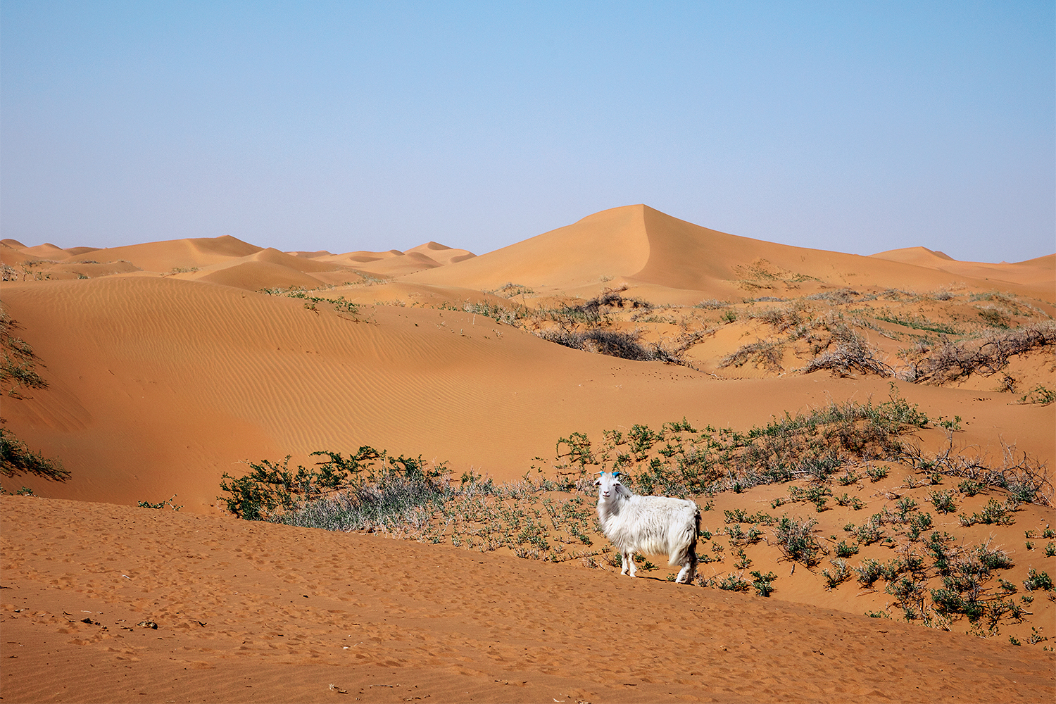 Своим ультрамягким и теплым подшерстком козлята Capra hircus обязаны студеным зимам Внутренней Монголии