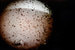 Это первая фотография InSight с поверхности Марса, которую космический аппарат сделал сразу после приземления. На объективе камеры прозрачная крышка, чтобы защитить его от пыли, поднятой во время посадки
