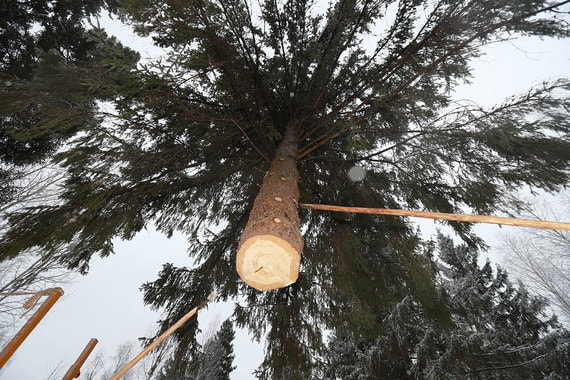 normal 1qp6 Государство хочет маркировать каждое бревно российского леса