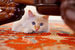 Кот по кличке Фараон