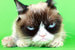 Сегодня у аккаунта Grumpy Cat в Facebook более 8,5 млн подписчиков. За жизнью животного в Instagram следят более 2,5 млн фолловеров, в Twitter у Grumpy Cat около 1,5 млн фанатов