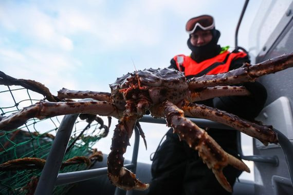 normal 1f81 За право ловить краба бизнес заплатит свыше 125 млрд рублей