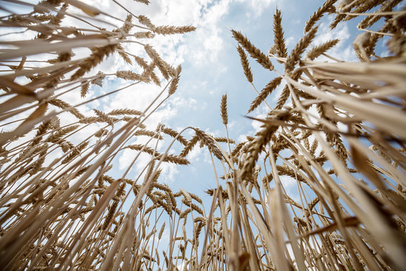 normal 1te5 Крупнейший производитель пестицидов в России начал выращивать на продажу зерно и семена