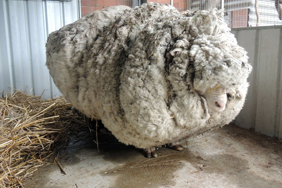 В Австралии умерла овца-рекордсмен. В 2015 году с нее состригли более 40 кг шерсти
