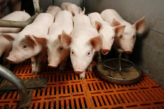 «Мираторг» построит семь свинокомплексов в Брянской и Орловской областях