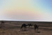 Верблюды в Дофаре, как и везде, пасутся сами по себе и где хотят, но всегда возвращаются к хозяину