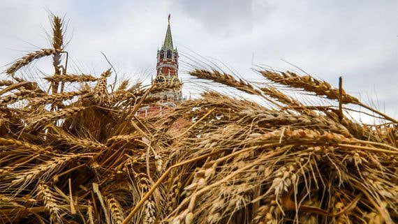 Россию ждет один из рекордных урожаев зерна