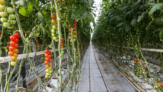 Крупный производитель тепличных овощей запустит проект на Дальнем Востоке