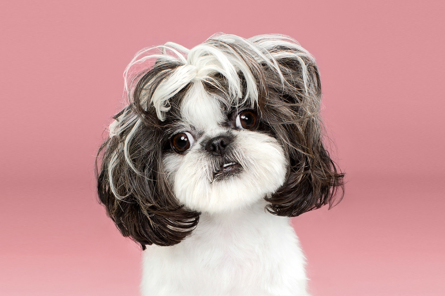 Грейс&nbsp;Чон – автор серии фото собак, стриженных по японской технике