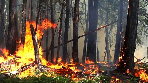 Власти предложили сократить территории, где можно не тушить лесные пожары