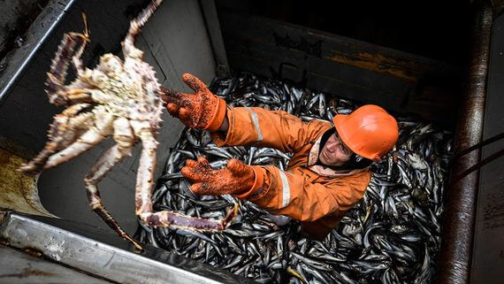 Один из крупнейших добытчиков краба может остановить промысел