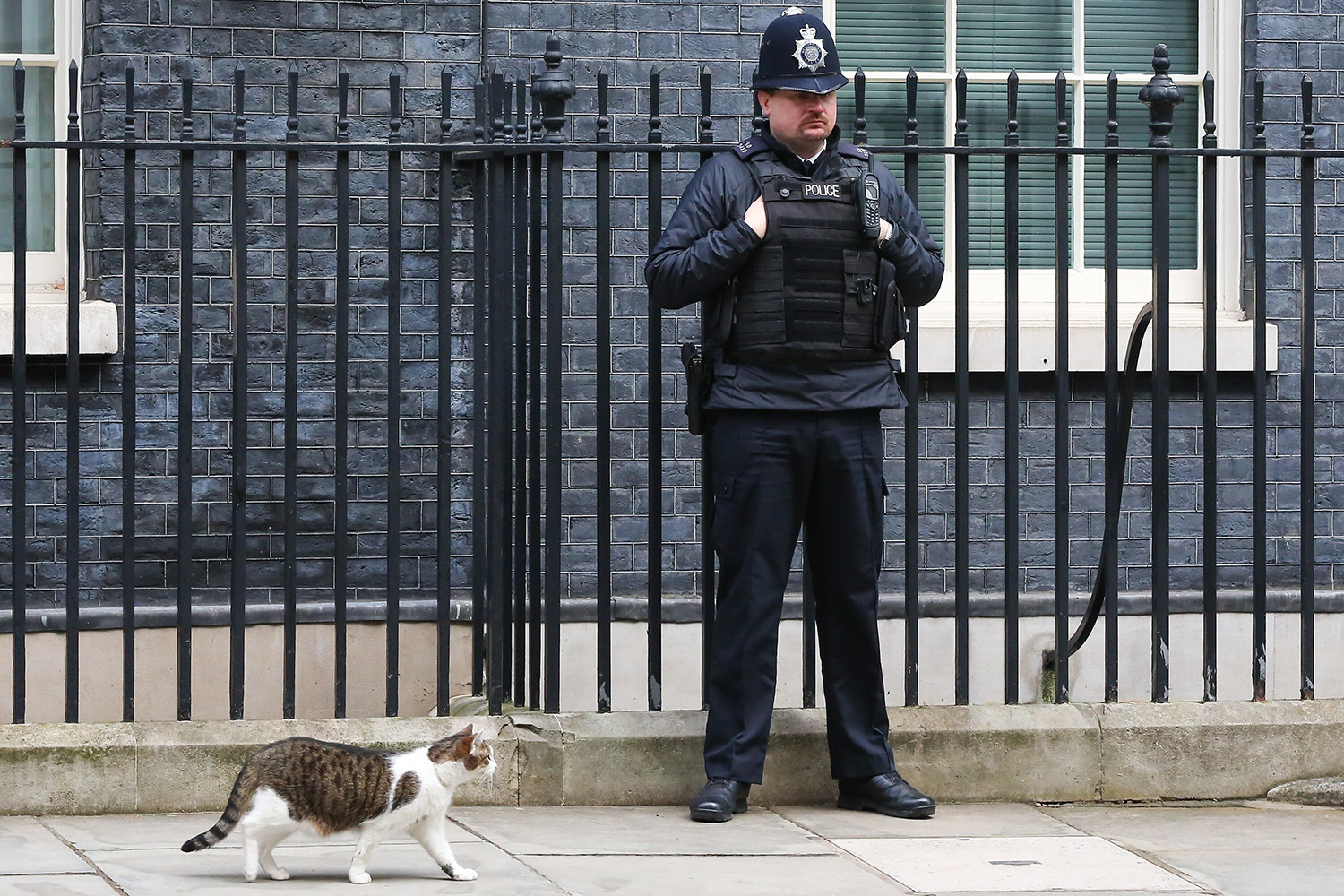 Причина заселения четвероногих во дворцы и кабинеты тривиальна – коты должны были ловить мышей и крыс