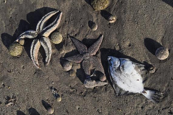 Камчатгидромет объяснил гибель морских животных в прибрежных водах