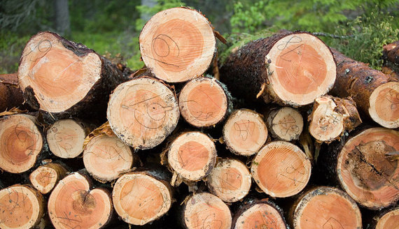 Абрамченко представила комплекс мер для борьбы с нелегальной заготовкой леса
