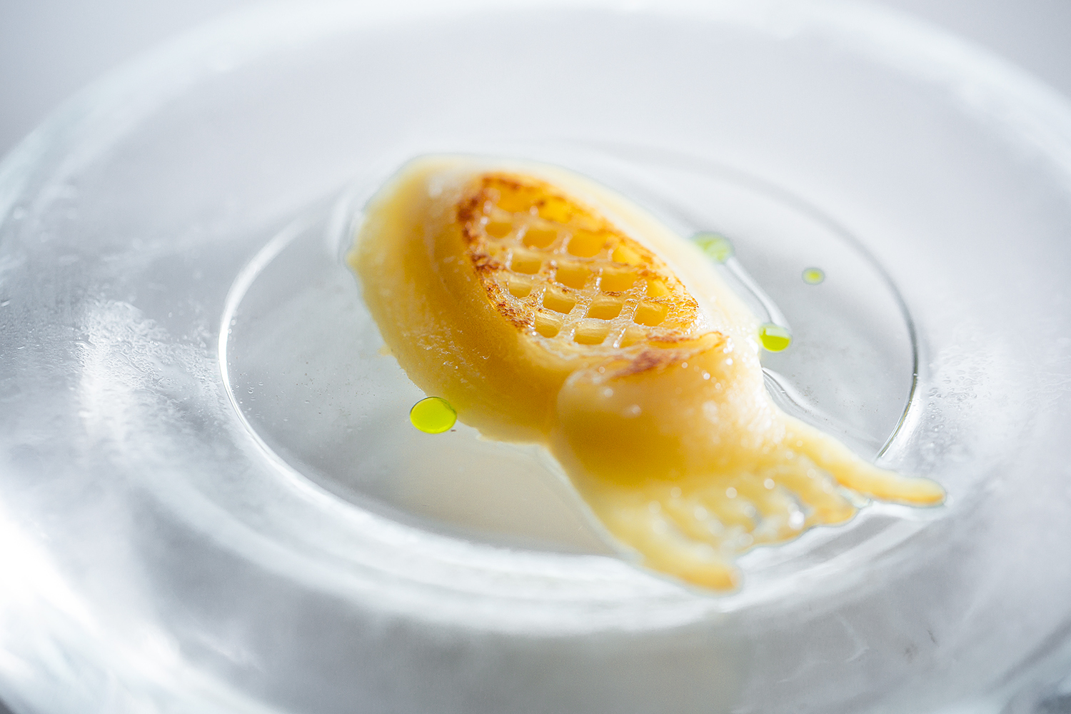 Этого кальмара из фасоли создали с помощью 3D-биопринтера